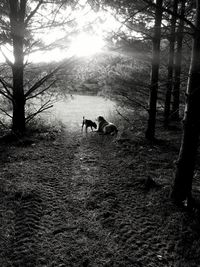 View of dogs on field in forest