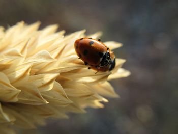 Close-up of ladybug on flower