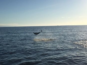 Fish jumping above the surface of the sea