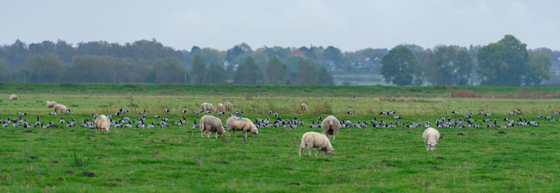 Barnacle goose grazing while grazing before hike south