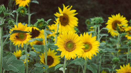 Close-up of yellow flowering plants on field