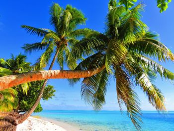 Palm trees on beach against blue sky