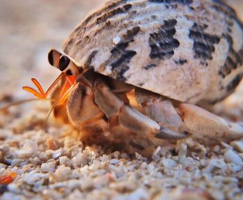 Close-up of crab