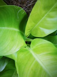 Macro shot of leaf