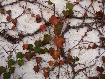 Close-up of autumn leaves on wall