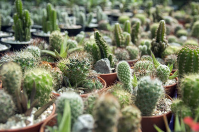 Close-up of succulent plants