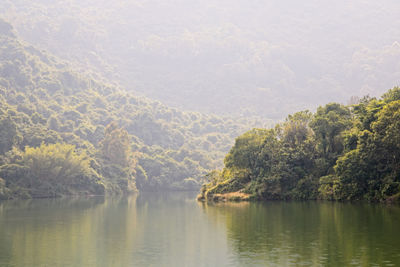 Scenic view of lake in forest