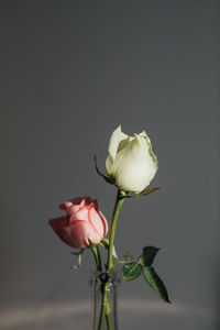 Close-up of rose against white background