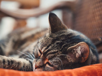 Close-up of cat sleeping