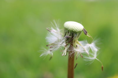 Close-up of white dandelion flower