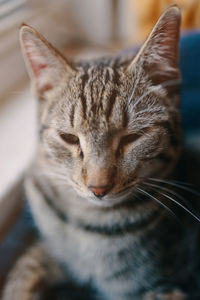 Close-up of cat sleeping