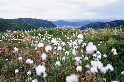 White flowering plants on field against sky