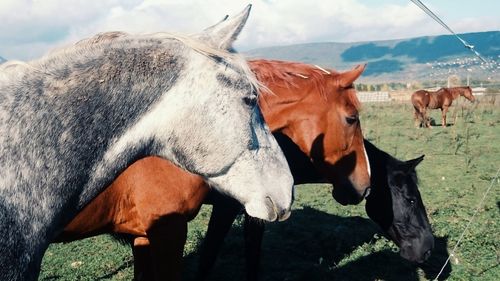 Close-up of horse on field