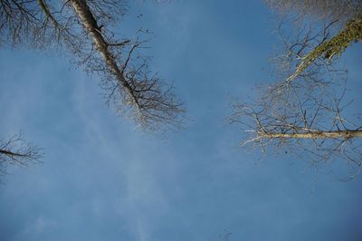 Low angle view of tree against sky