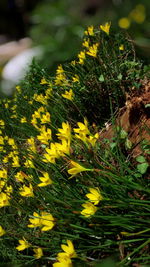 Close up of yellow flowers