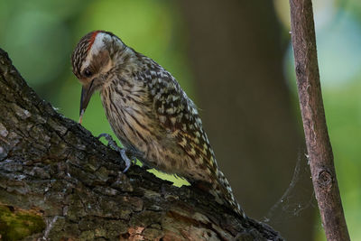 Close-up of eagle perching on tree trunk