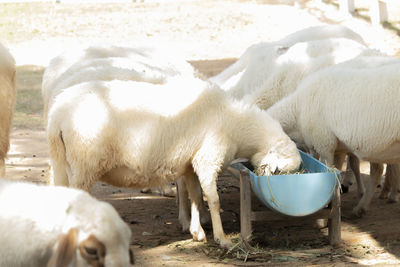 View of sheep drinking