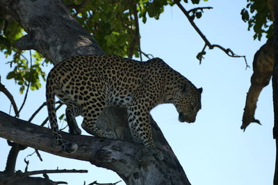 Low angle view of cat on tree