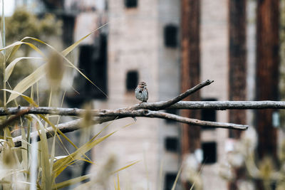 Bird perching on a plant