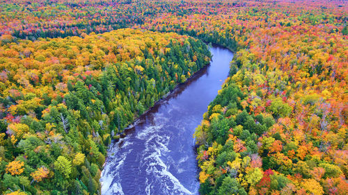 High angle view of road amidst trees