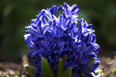 Close-up of purple flowers blooming outdoors