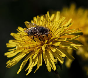 Close-up of honey bee on yellow flower