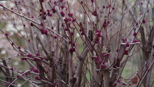 Close-up of pink flowering plants