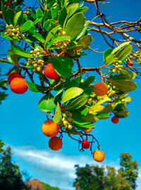 Low angle view of fruits on tree