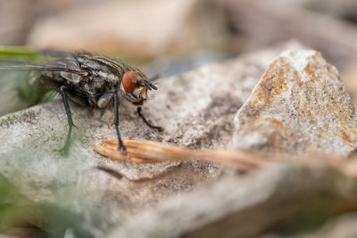 Close-up of fly on rock