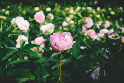 Close-up of pink flowers blooming outdoors