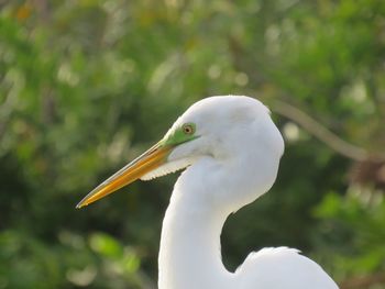 Close-up of white heron