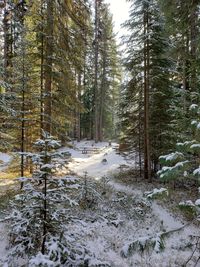 Snow covered land amidst trees in forest
