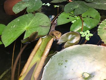Close-up of lotus water lily in lake