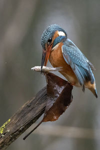 Close-up of bird perching on branch