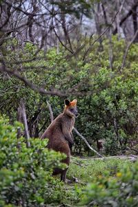 Squirrel on tree in forest