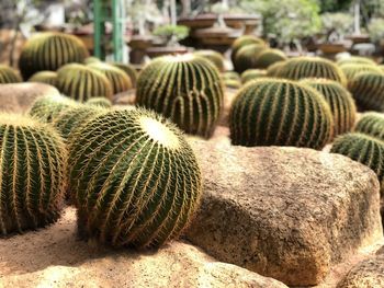 Close-up of succulent plants on field