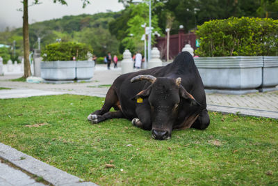 View of cow on grass