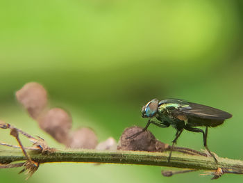 Close-up of insect on leaf