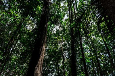 Low angle view of bamboo trees in forest