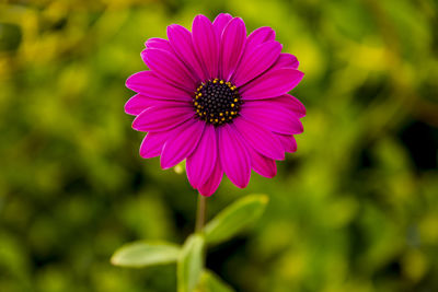 Close-up of pink flower