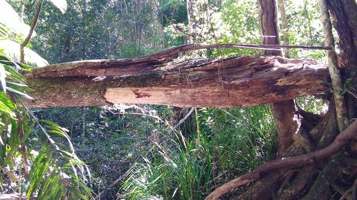 Close-up of tree trunk in forest