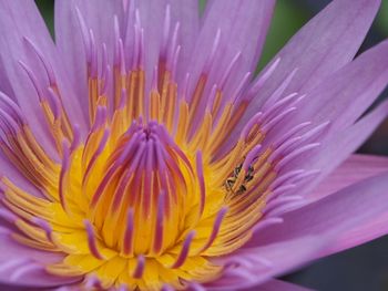 Close-up of purple flower