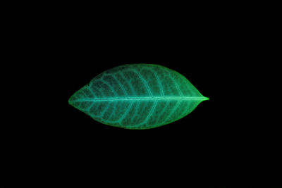 Close-up of leaf against black background