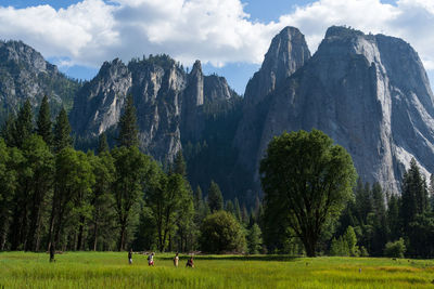 Panoramic view of trees on field against sky