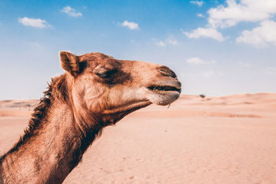 Close-up of a camel on sand