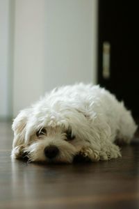 Close-up portrait of white dog relaxing at home