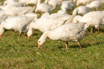 Sheep in a field