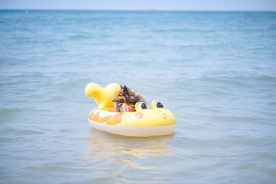 A shetland sheepdog on a rubber boat swimming in sea