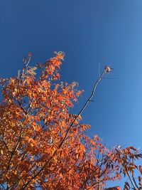 Low angle view of tree against blue sky
