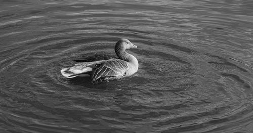 High angle view of duck swimming in lake